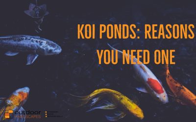 Koi Ponds: Reasons You Need One